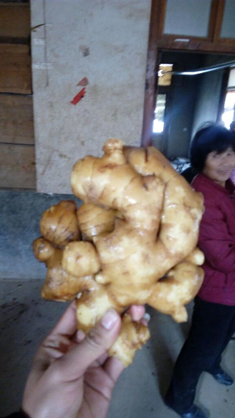生姜4两以上水洗山东大姜储存鲜姜大量上市