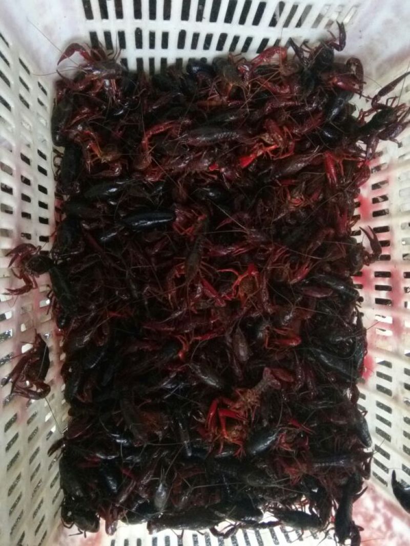 小龙虾食用活虾2~4钱