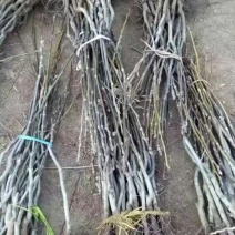 核桃苗50~100cm一年苗，薄皮核桃树苗，现挖现发