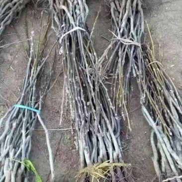 核桃苗50~100cm一年苗，薄皮核桃树苗，现挖现发