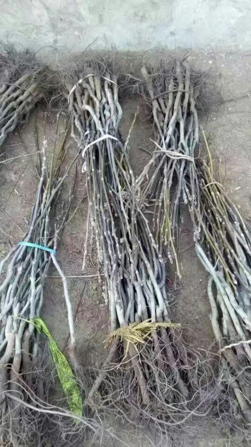 核桃苗50~100cm一年苗，薄皮核桃树苗，现挖现发