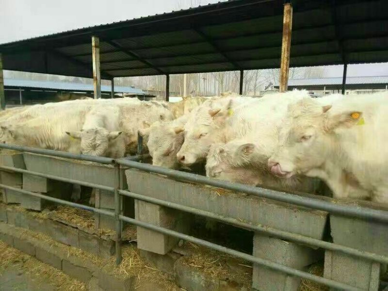 夏洛莱牛犊100~200kg