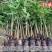 芒果苗1m以下带泥球带叶子发货
