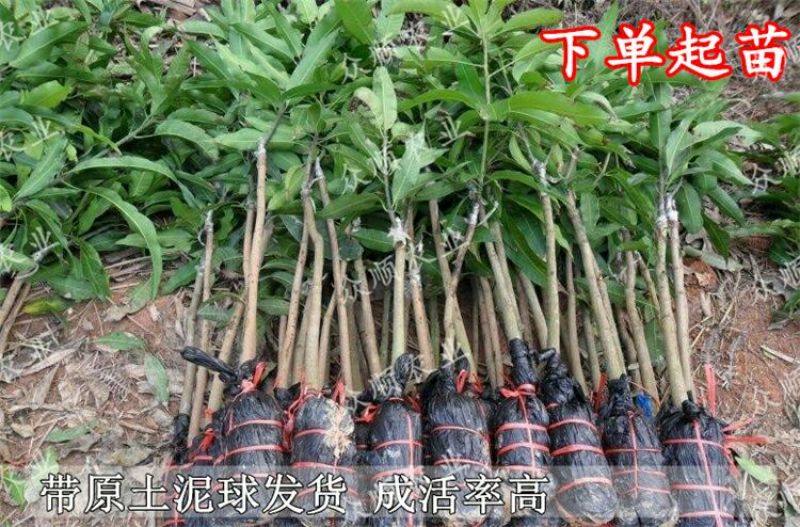 芒果苗1m以下带泥球带叶子发货