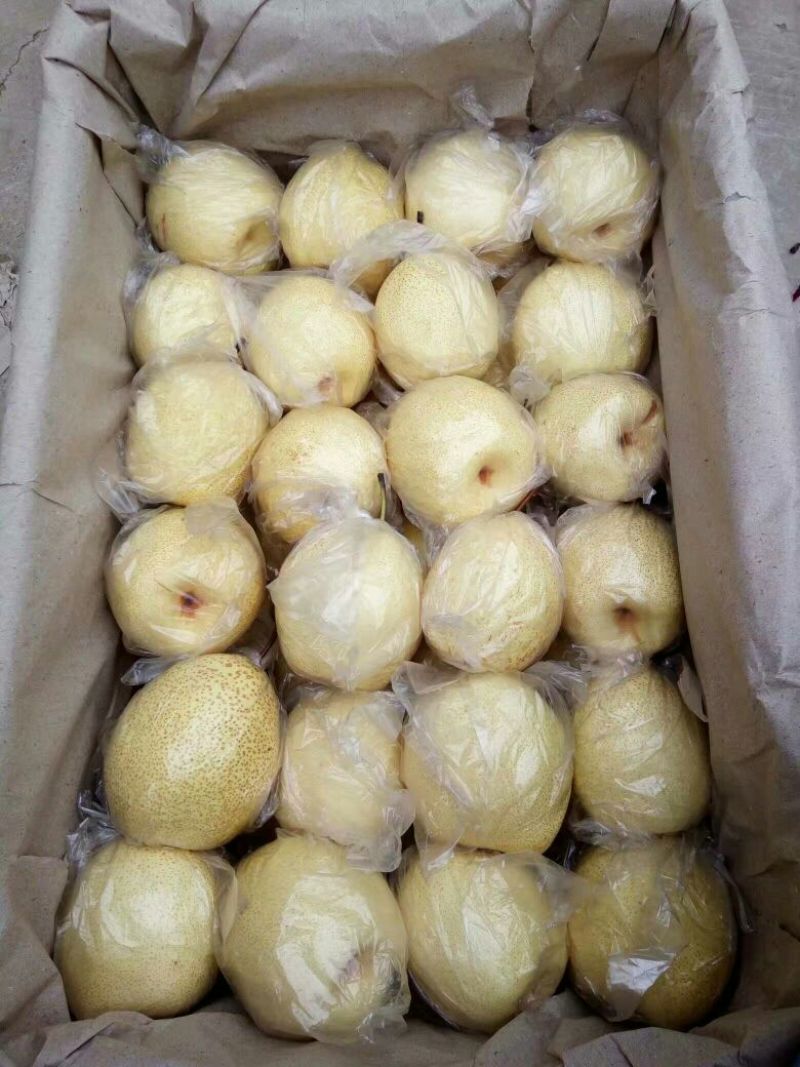 洋梨500~550g膜袋