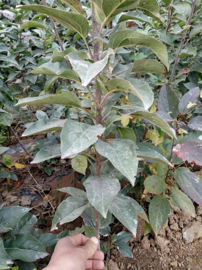 烟富10号苹果树苗80cm以上
