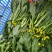 蔬菜