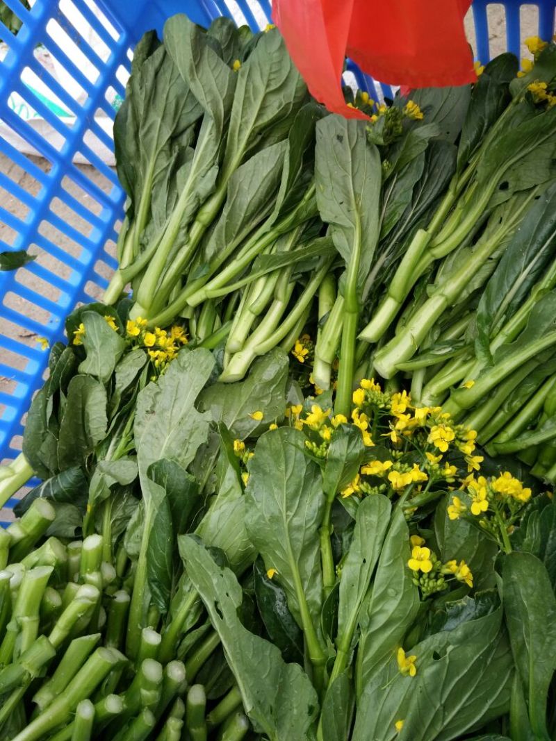 蔬菜