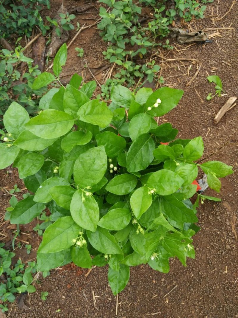 茉莉花不含盆
