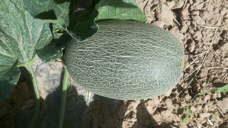 西州蜜瓜