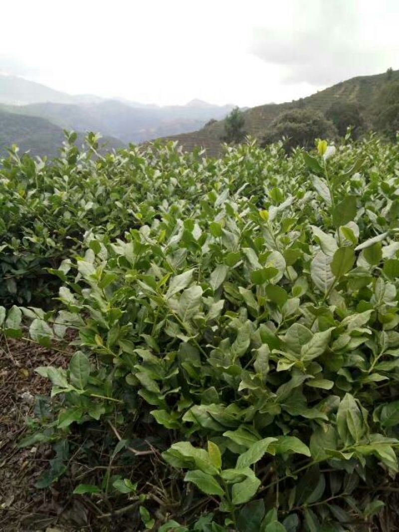 观音茶一级