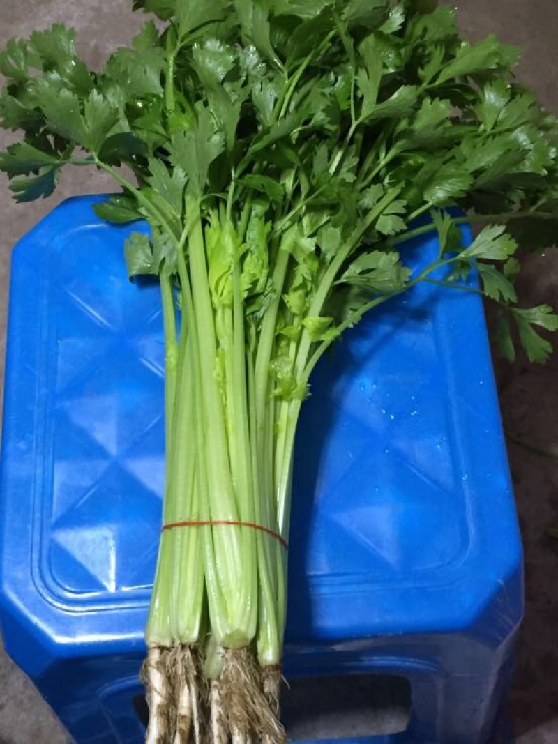 【芹菜】精品西芹大量上市中量大从优欢迎选购