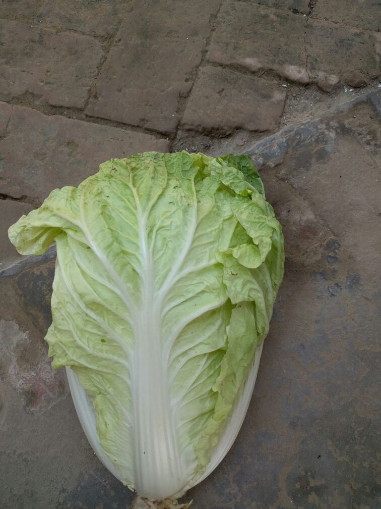 河南周口市郸城县夏阳白菜 2~3斤批发_陈士贤