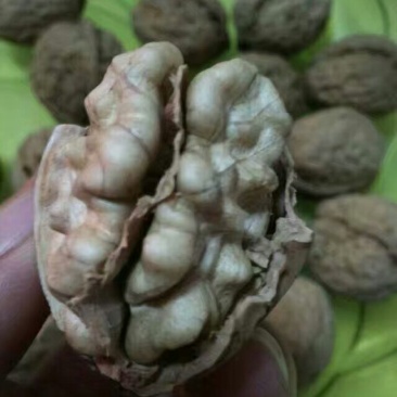 薄皮核桃去皮干