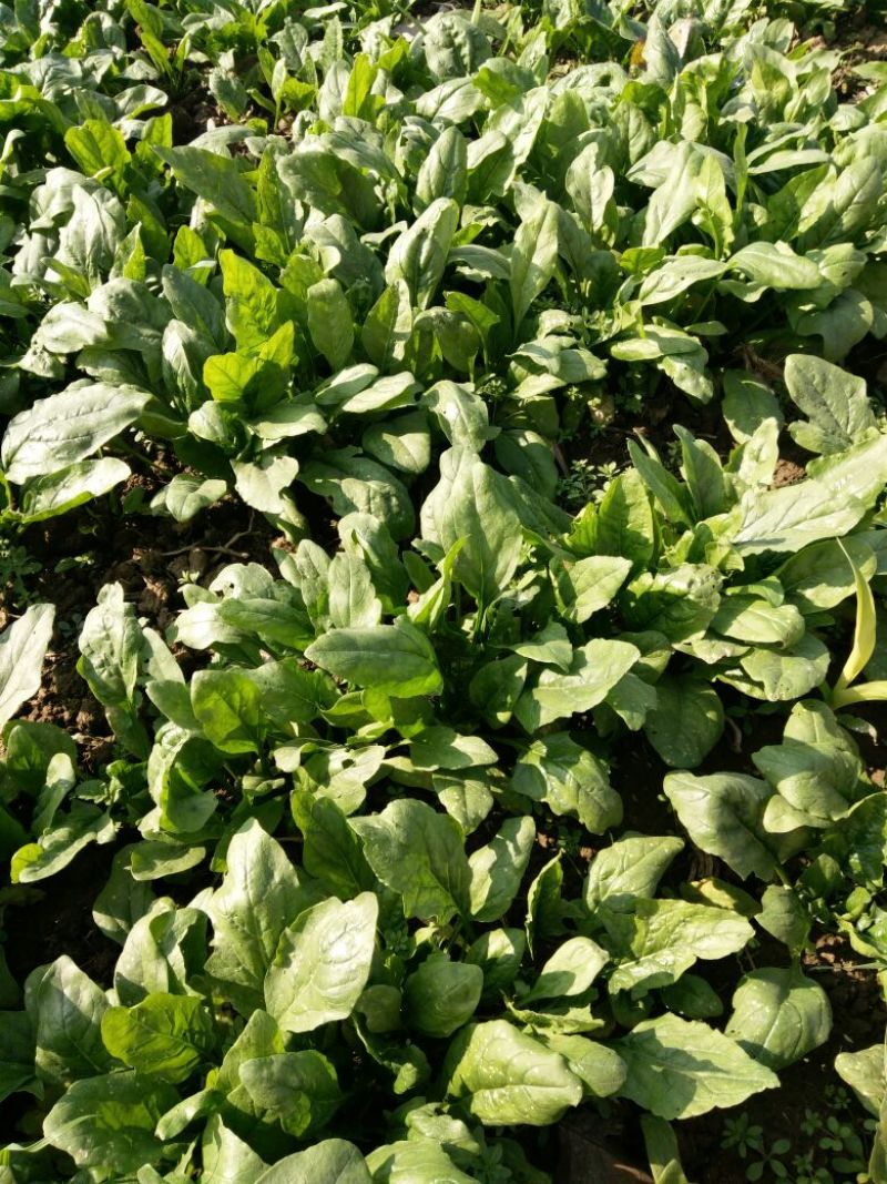 秋菠菜10~15厘米