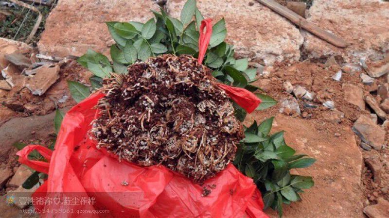 月季苗10~20cm，各种规格都有，量大从优，低价出售
