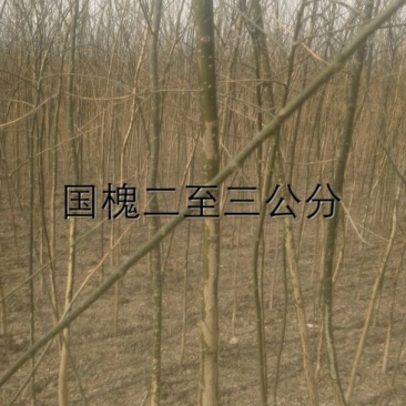 国槐1~2米6~8cm4~6cm