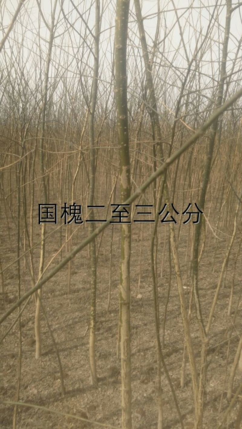 国槐1~2米6~8cm4~6cm