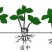 甜宝草莓苗10~20cm基地直销加冰发货