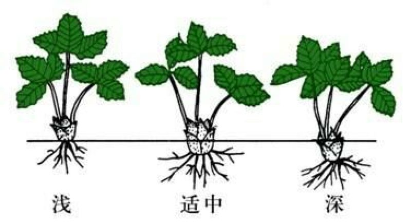 甜宝草莓苗10~20cm基地直销加冰发货