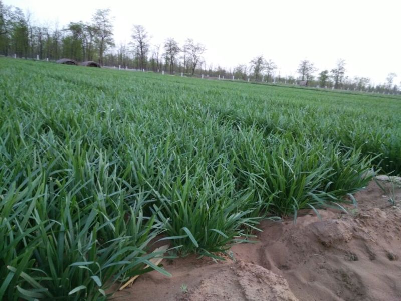 阔叶韭菜头茬，沙地韭菜，山西运城湿地韭菜
