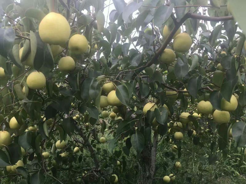 酥梨150~200g纸箱