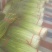 蒜薹50~60厘米