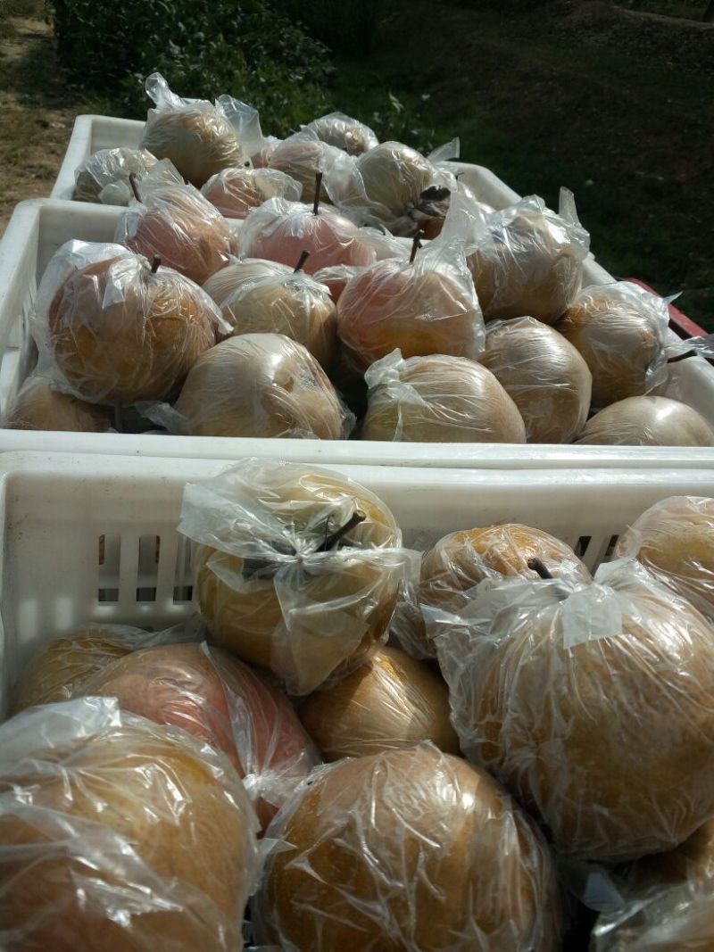 黄梨450~500g纸加膜