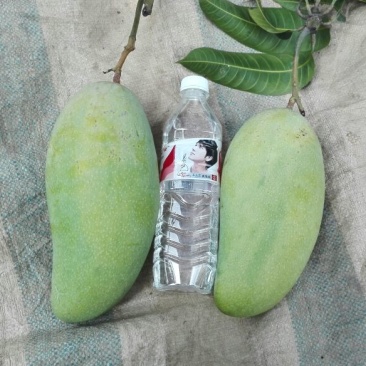 金煌芒