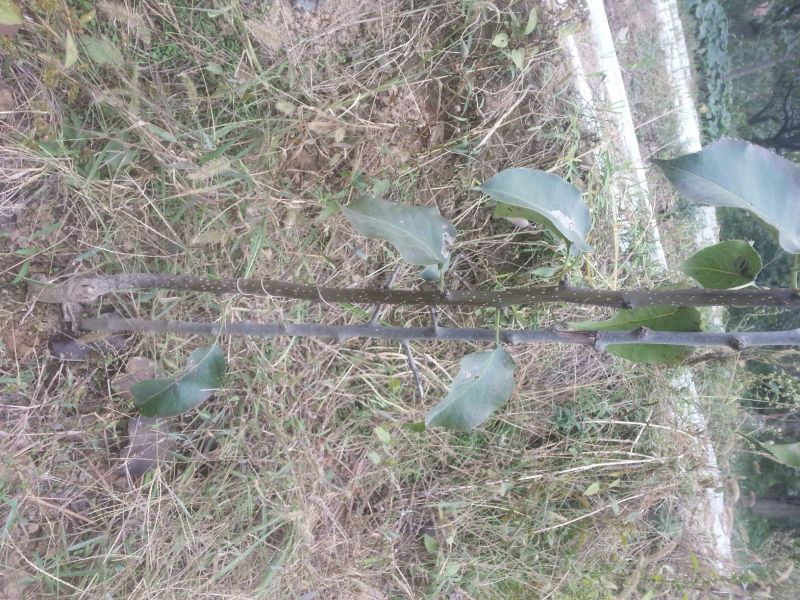 梨树苗150~200cm1~4cm