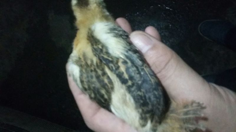 土鸡苗500克以下脱温苗