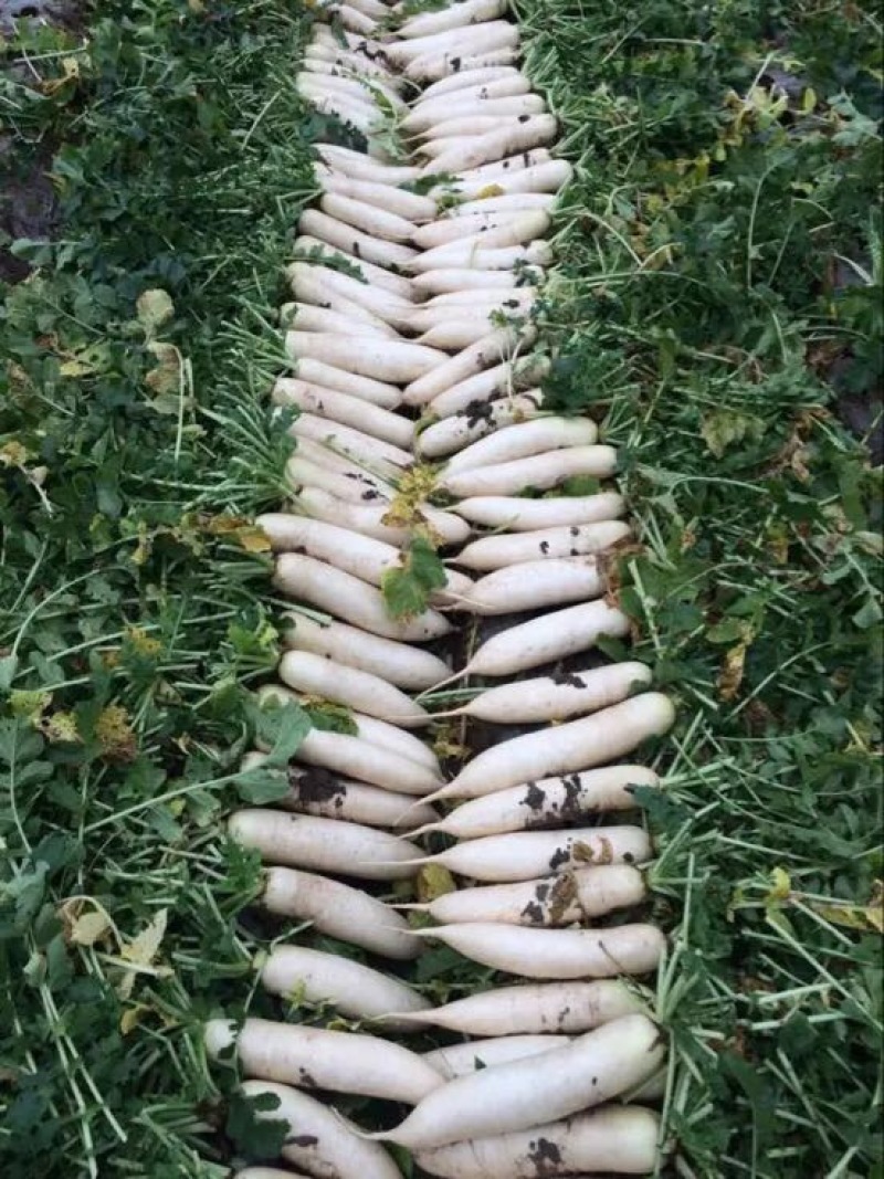 白萝卜