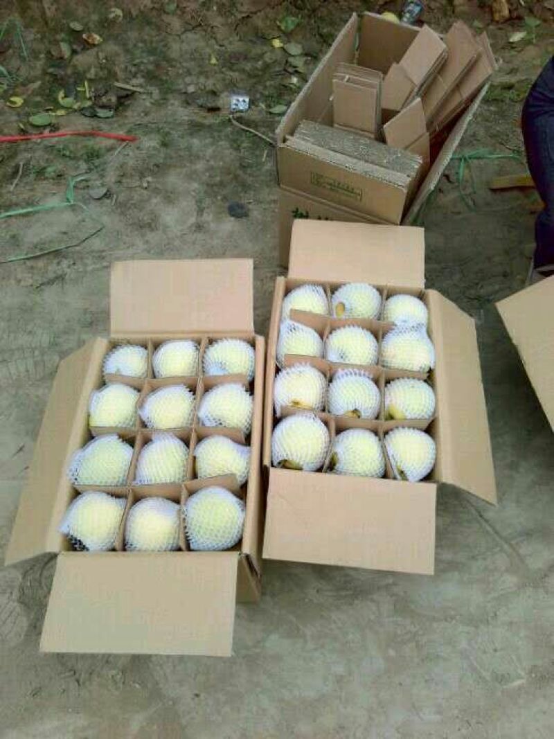 贡梨200~250g纸袋