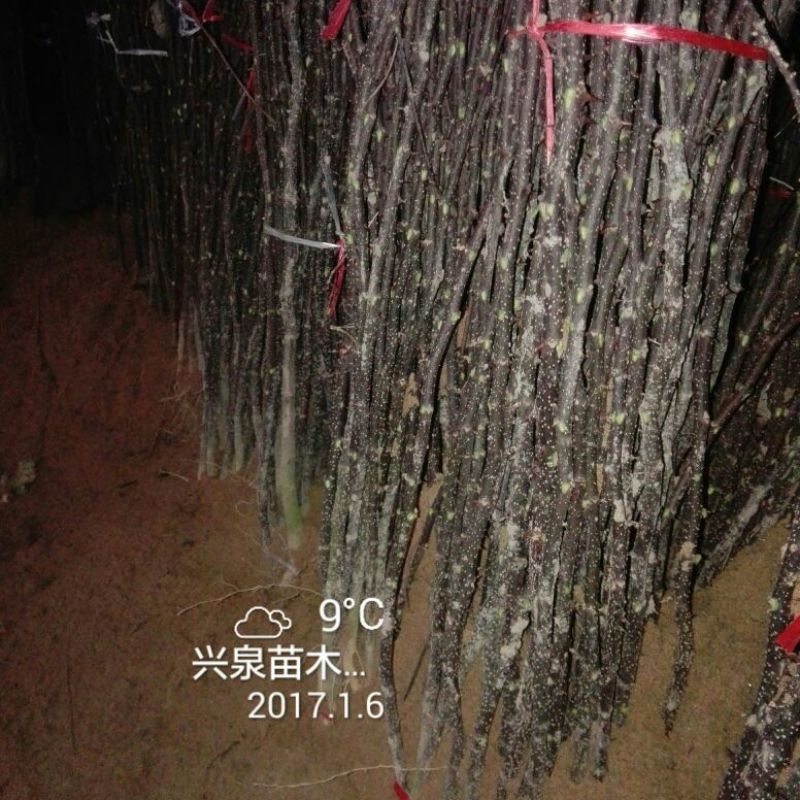 花椒苗1~2年