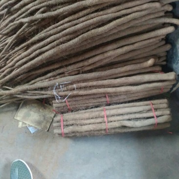 铁棍山药2~3厘米一级50~70厘米