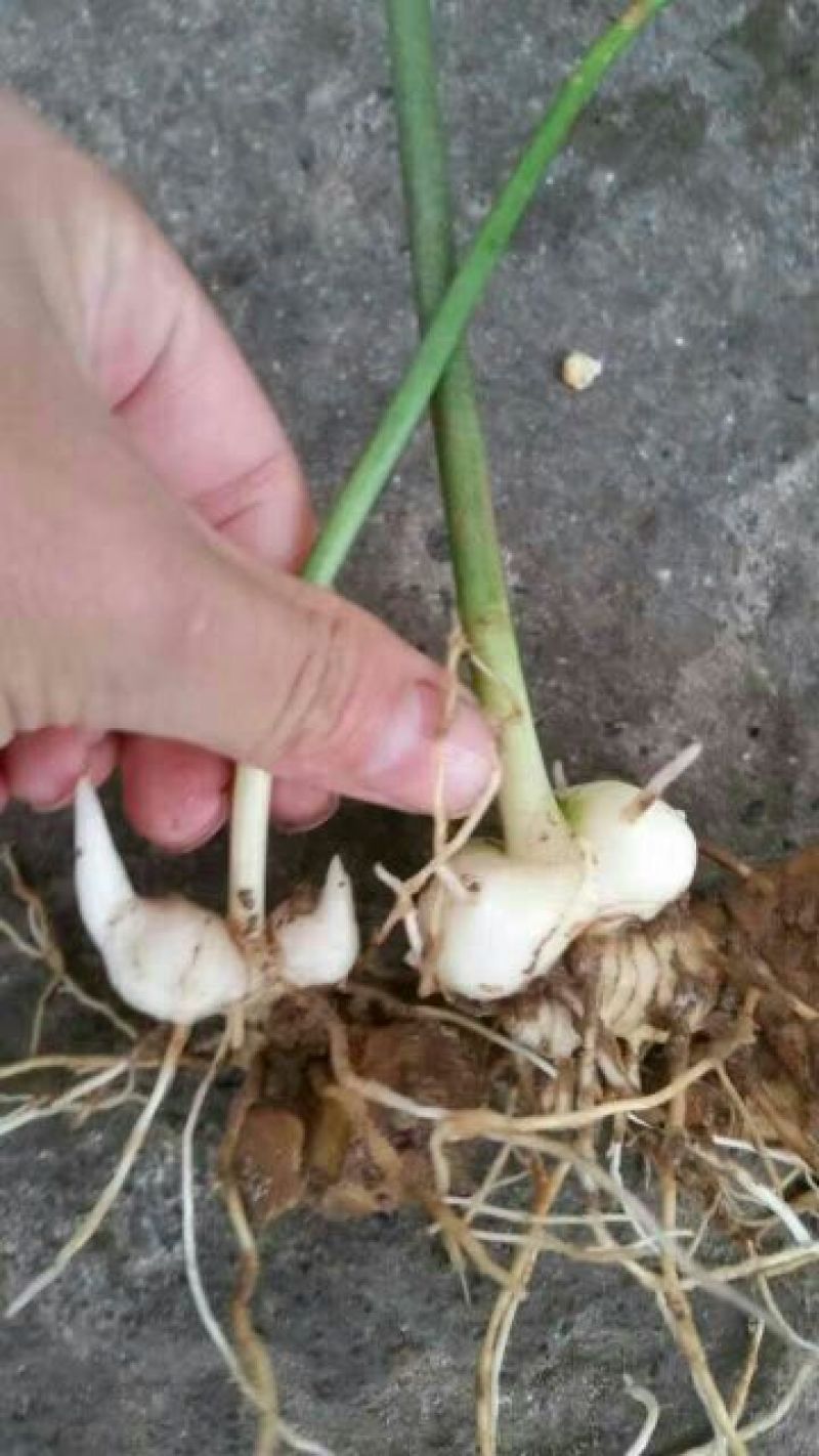 适合北方地区生长得，救穷草。不倒苗黄精种苗，高产品种。