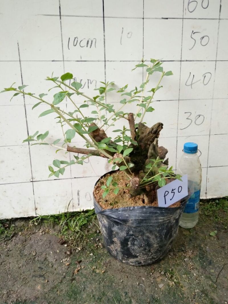 红花紫薇2cm以下0.5米以下1米以下