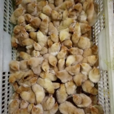 土鸡苗