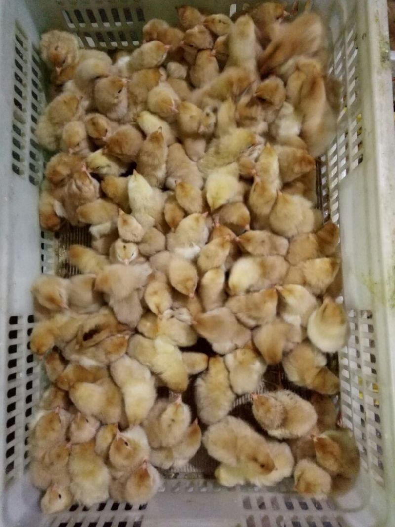 土鸡苗
