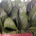 山东省菏泽市菠菜大量上市，精品菠菜2025厘米
