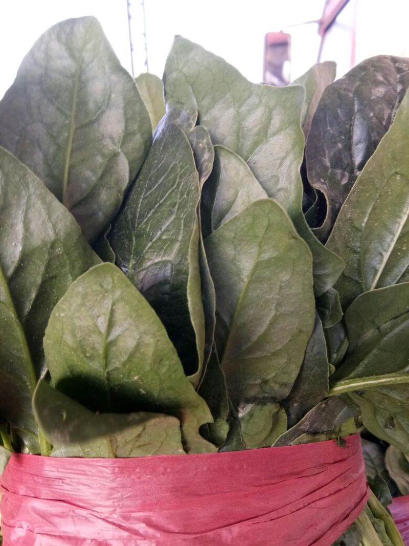 山东省菏泽市菠菜大量上市，精品菠菜2025厘米