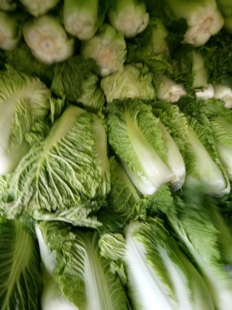 大白菜吉林白菜乾坤91-18白菜，黄包品质保证，