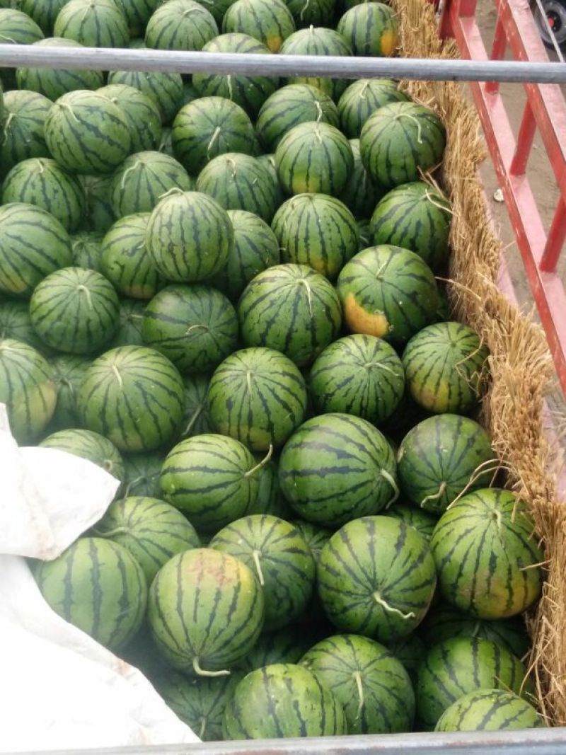 京欣西瓜8斤打底8成熟1茬