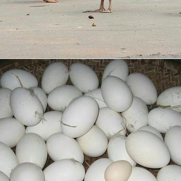 土鹅蛋食用农家散养鹅蛋