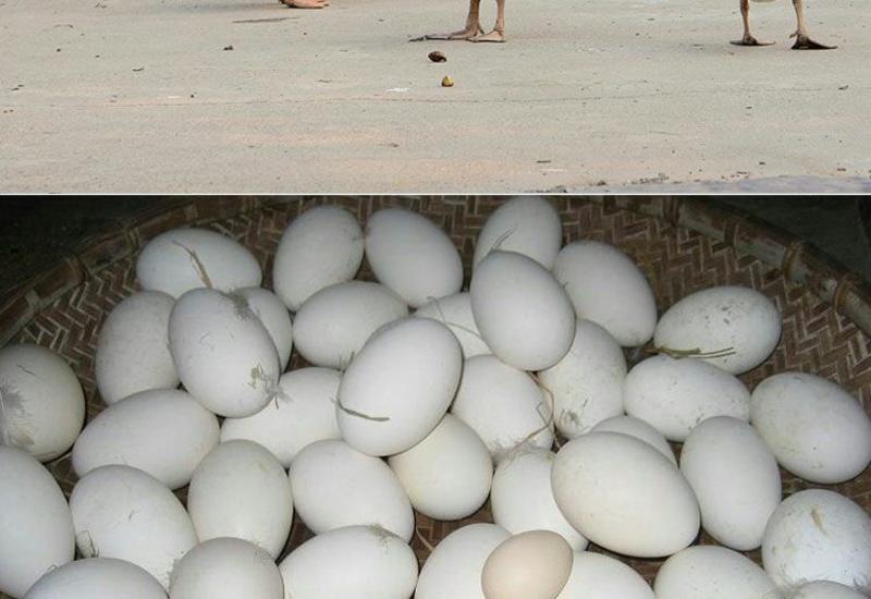 土鹅蛋食用农家散养鹅蛋