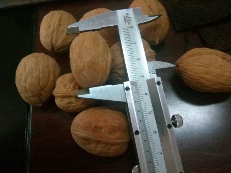 薄皮核桃去皮干