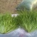 苦菊12~15cm