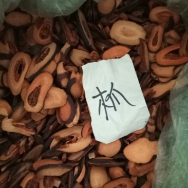 野木瓜