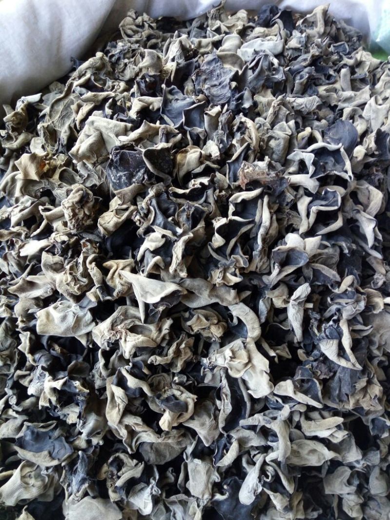 黑木耳一级