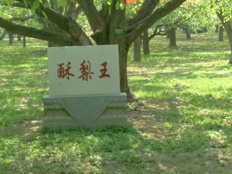 砀山梨550~600g纸箱